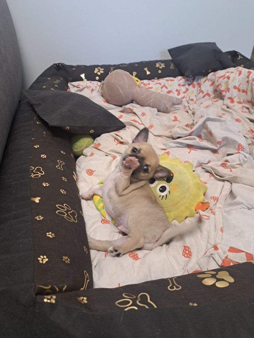 Chihuahua krótkowłosy