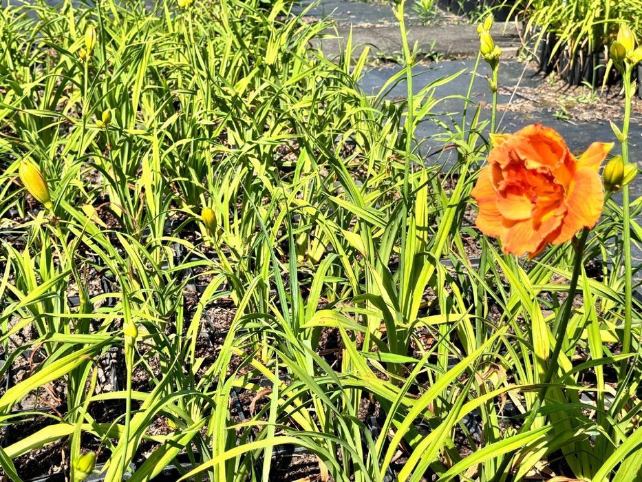 Liliowiec Pomarańczowy 'Mary Brown' W DONICZCE 2L (Hemerocallis) P13