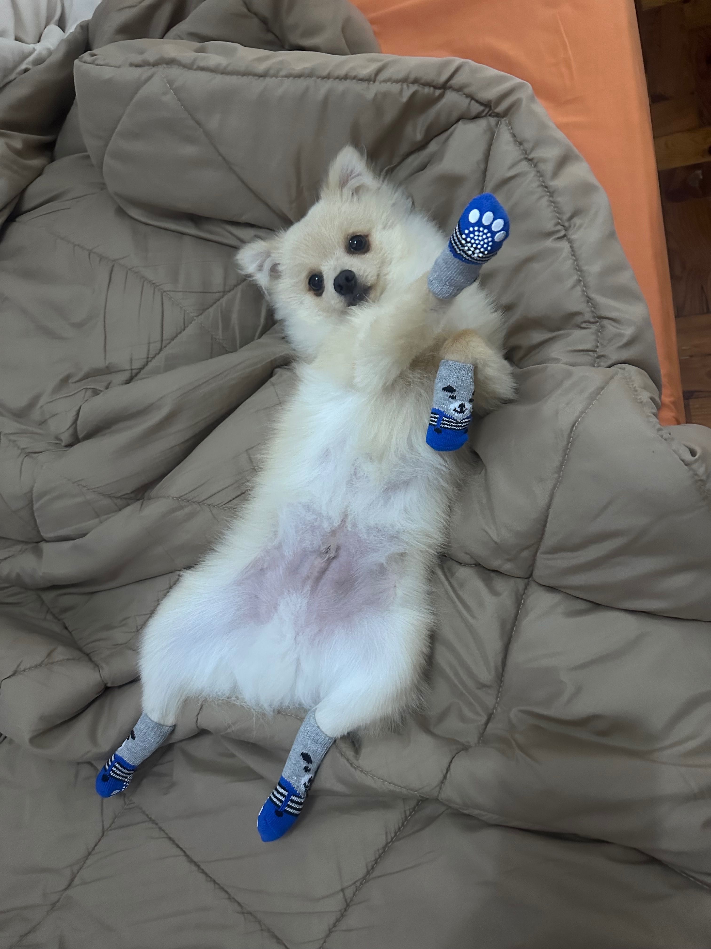 Lulu da Pomerania Procuro namorada