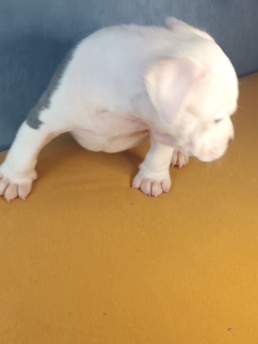 Cudo Biało Głowy Blue Amstaff