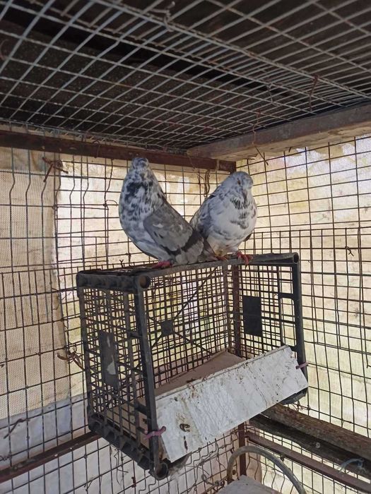 Николаевские голуби