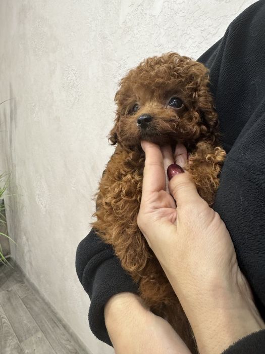 Той пудель китай, дівчинка