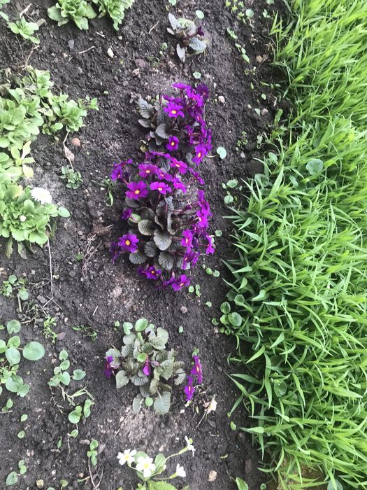 Цветы садовые