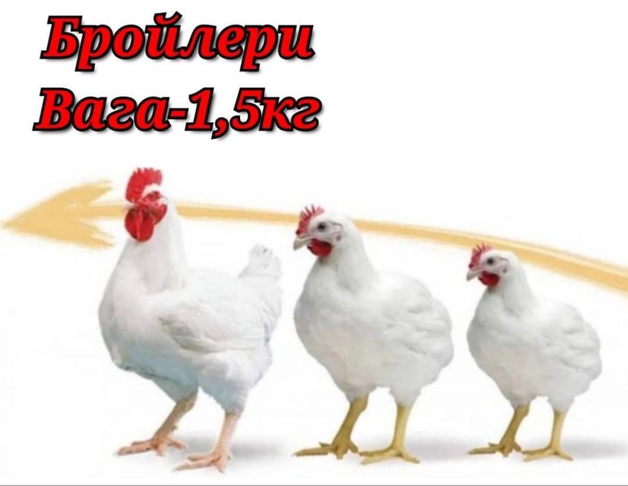 Продаємо Курей Бройлери