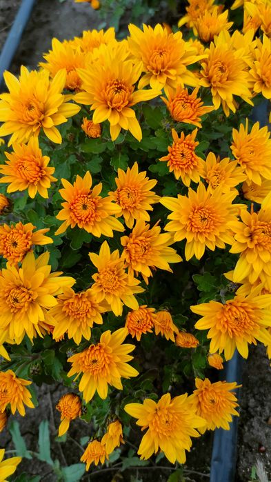 Хризантема мультифлора