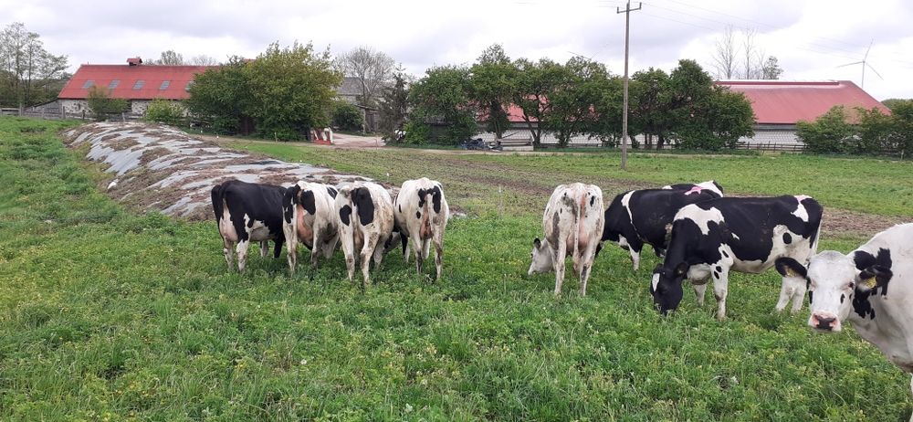 Jałówki wysokocielne 12 sztuk hf