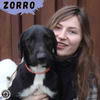 ZORRO - czeka na swój dom