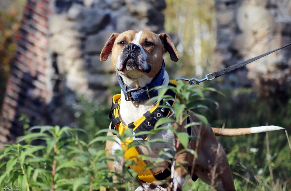 Ginger- rodowity Pitbull po przejsciach czeka na swój dom