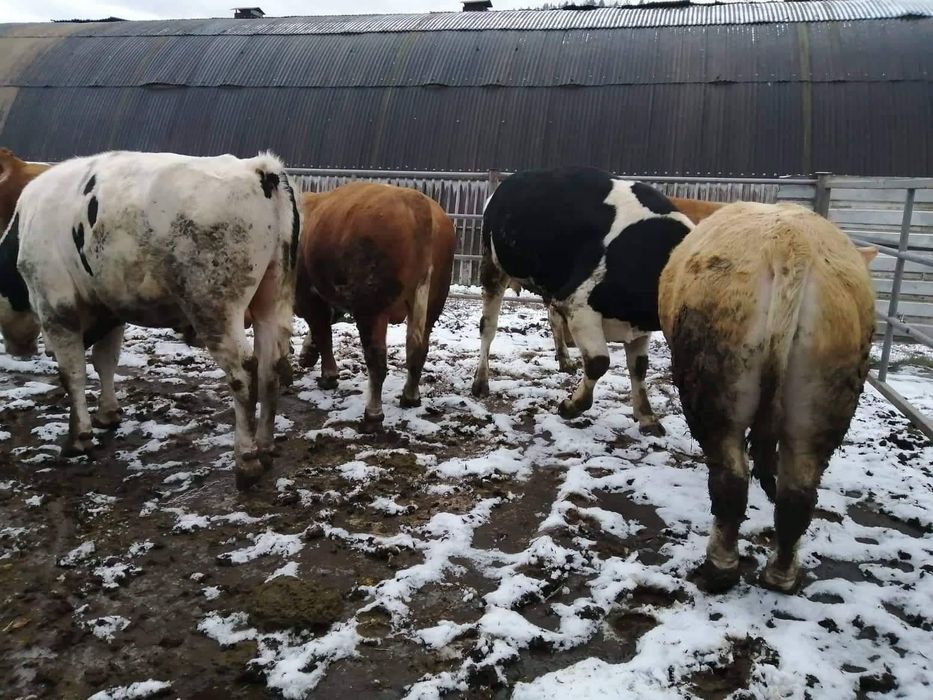 Skup bydla,koni,owiec,cieląt