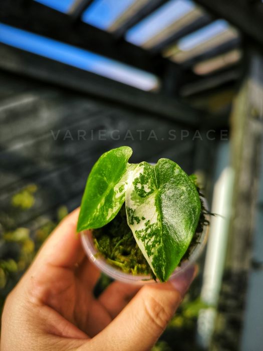 Alocasia Nairobi nights variegata alokazja