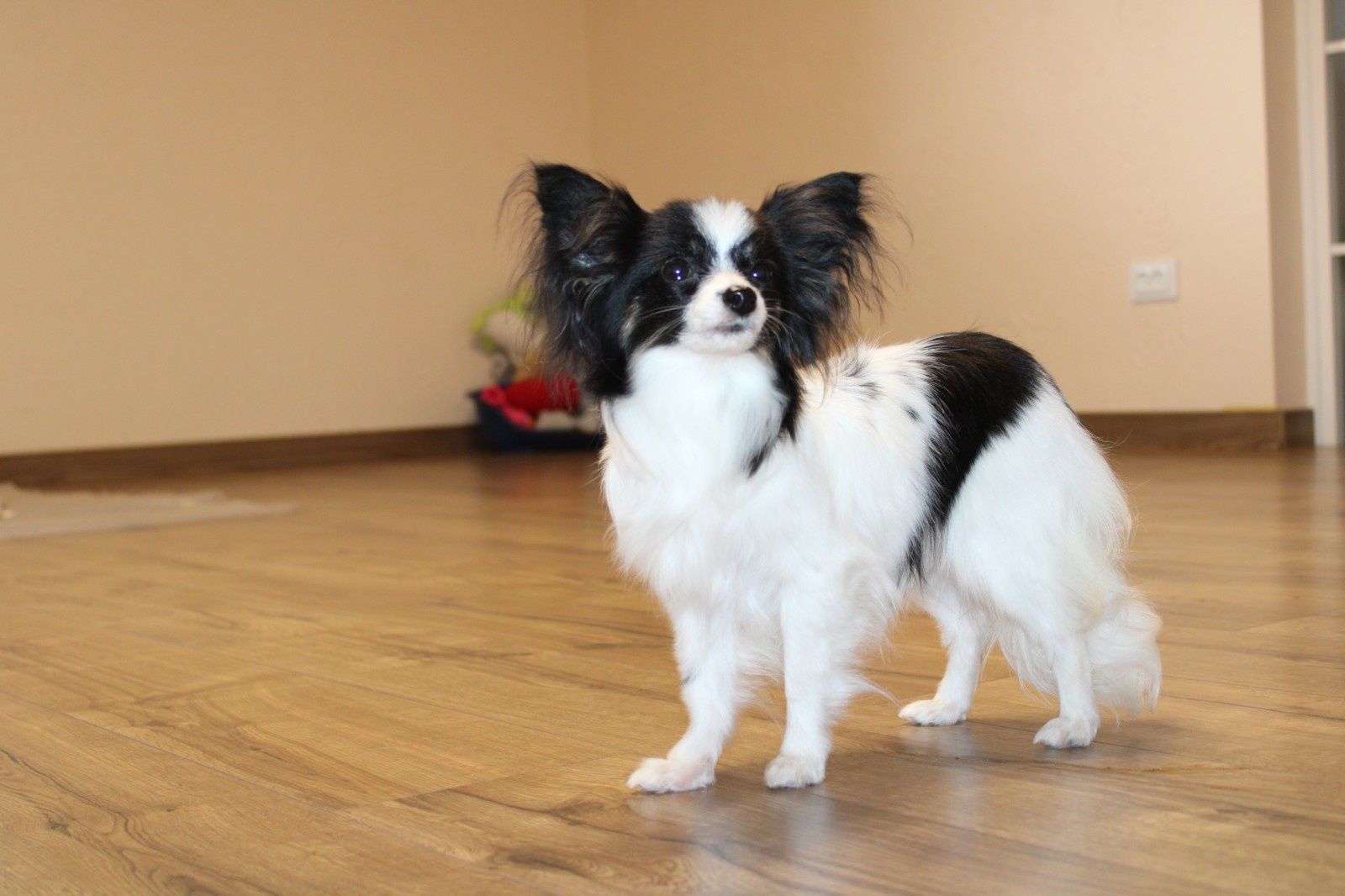 Papillon female tricolour miniature! Крихітка дівчинка для любові Оллі