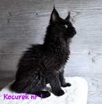 Chłopcy Maine Coon FPL