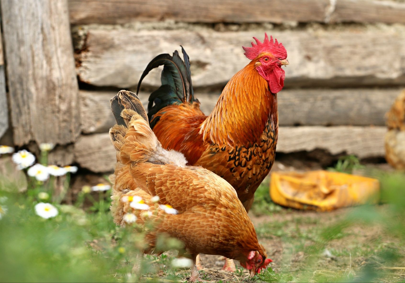 Kaczki gęsi perliczki oryginał certyfikowana ferma kury Kokoszki kolor