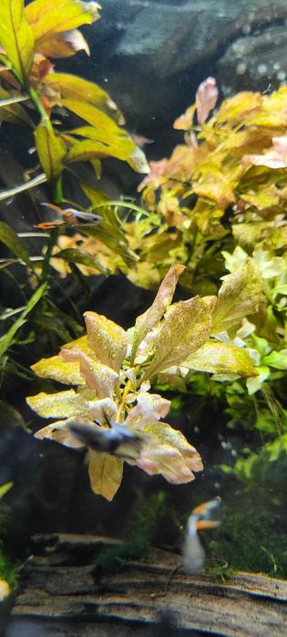 Roślinki akwariowe - Ludwiga - moczaka - hydroklea - gupik - glonojad