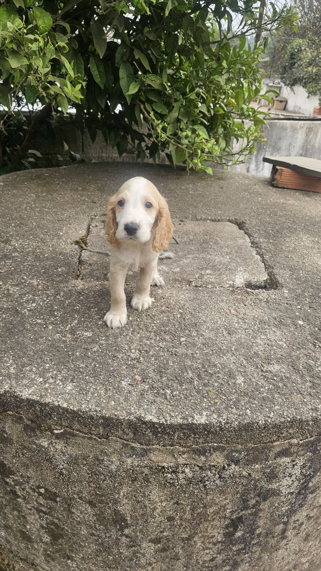 Cocker spaniel puro