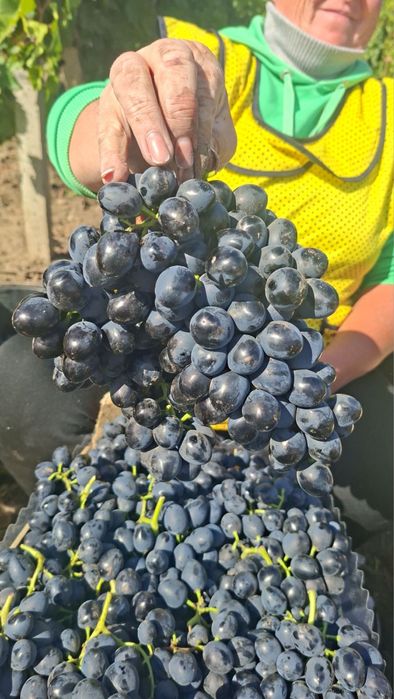 Виноград ОПТ (одеський сувенір, суручанський білий, молдова)