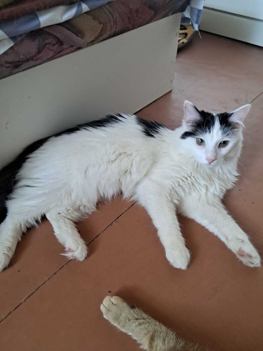 Котёнок Ляля — нежная девочка. Ей 10 месяцев.