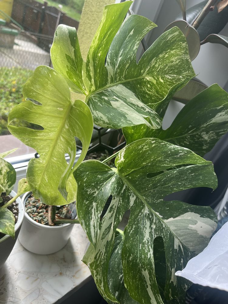 Monstera variegata pedowka