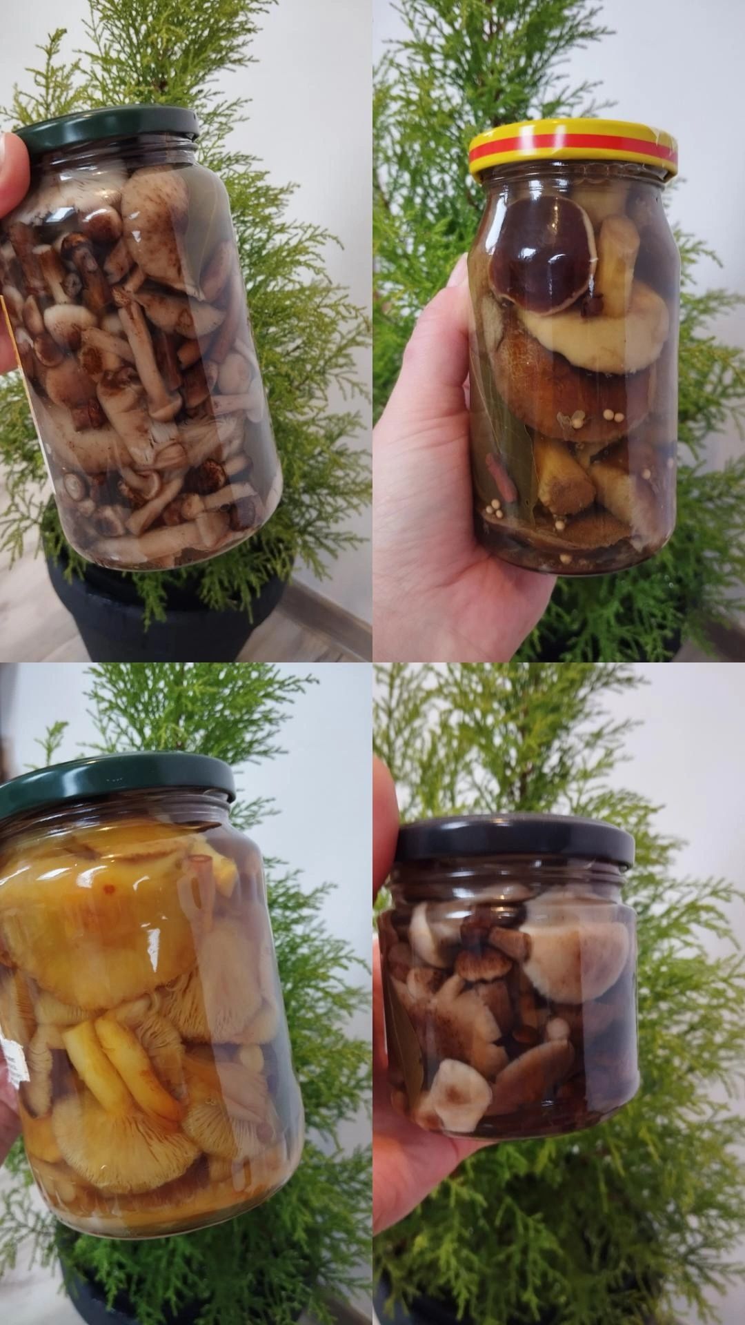 Грибы маринованные вешенка,опята,польский,говорушка,зеленушка,рядовка