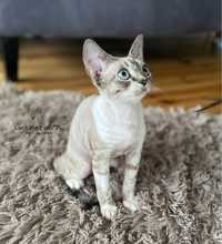 Devon rex kocurek