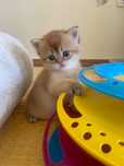 British Shorthair Golden