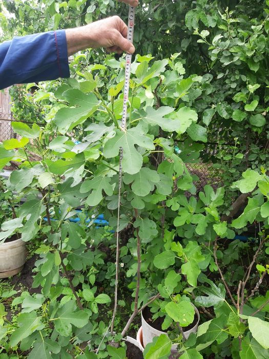 Саженцы инжира от 10 см до 2м с плодами