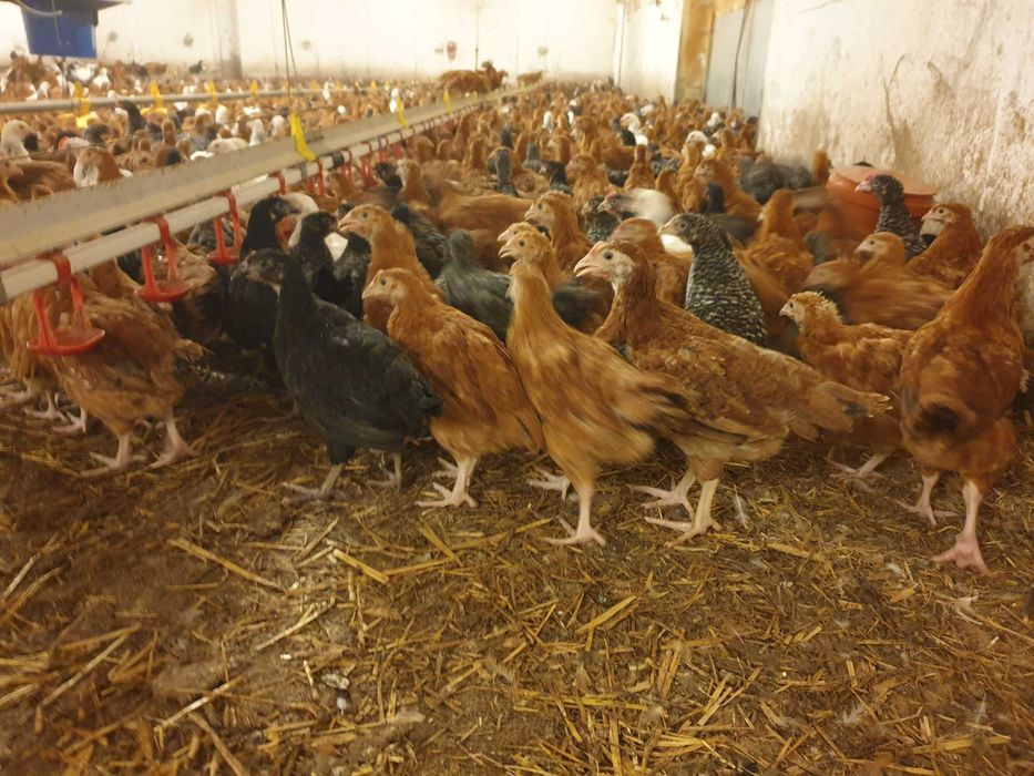 Kury kokoszki nioski Rosa kolorowa odchowana dowóz Gratis