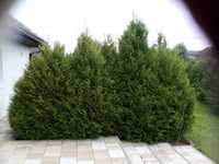 Thuja auerospicata złotokonczysta