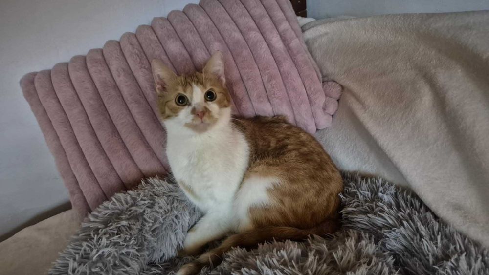 Filipek poleca się do adopcji
