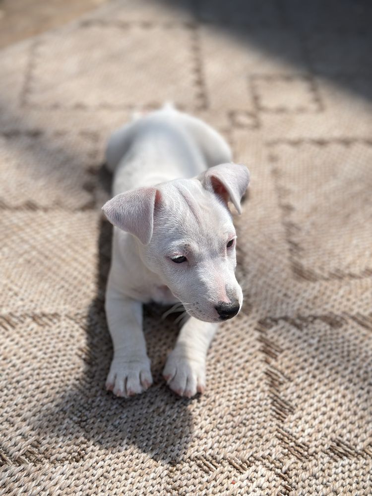 Jack Russel Terrier ostatni szczeniak suczka