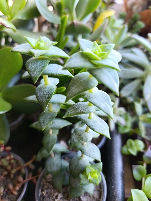 Оскулярія, цікавий непримхливий сукулент, цвіте бузковим