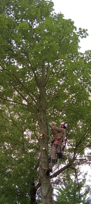 Wycinka drzew, arborystyczna wycinka drzew, inwentaryzacja zieleni