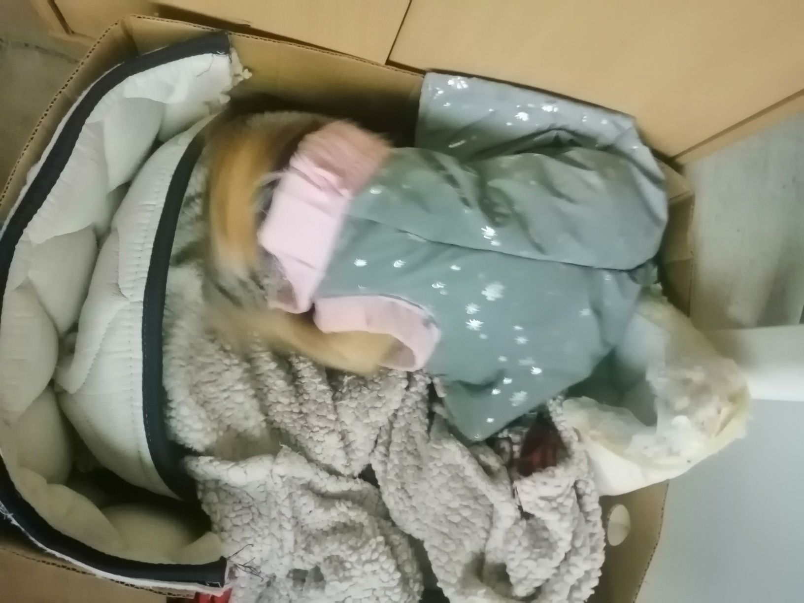 pinscher com cancro arraçada para adoção