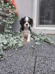 Cavalier King Charles Spaniel.