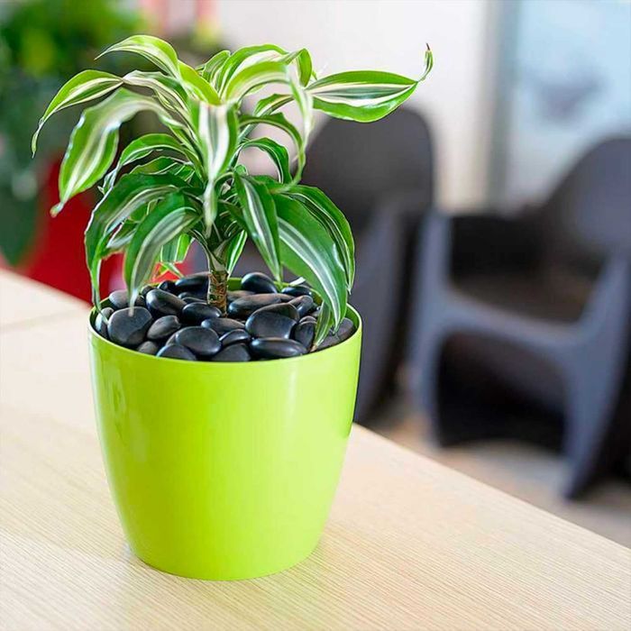 Kamienie dekoracyjne rzeczne wysoko polerowane czarne 2-5 cm ok.75szt.