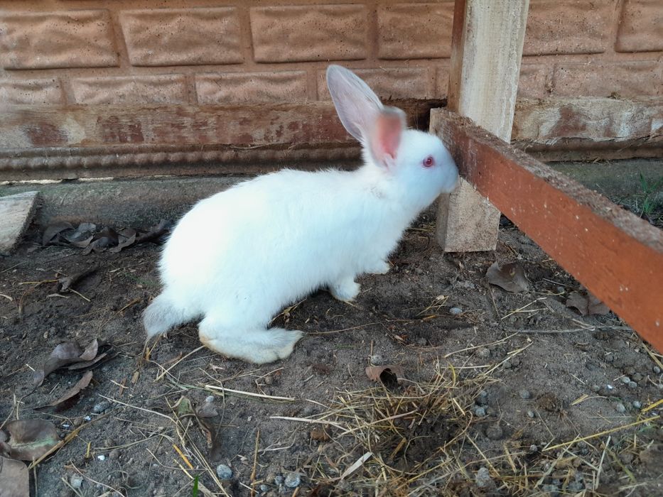 Królik, króliki, króliczki