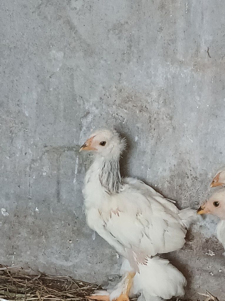 Frango brahma light azul