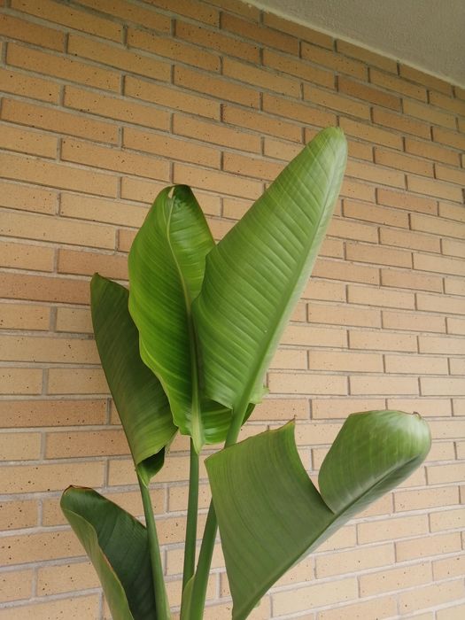 Estrelicia Nicolai (Augusta) em vaso.