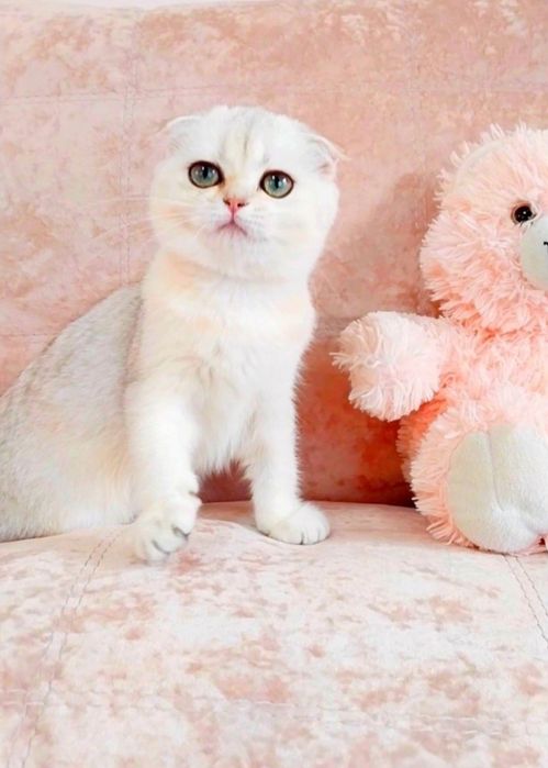 Чудо дівчинка красунечка Срібна шиншила