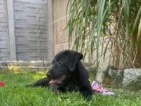 Labrador Retriever linia użytkowa FCI