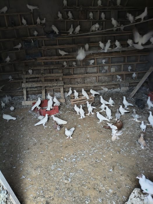Sprzedam gołębie chowowla własna.