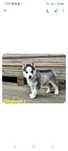 Siberian husky chłopczyk niebieskooki Rodowód FCI ZKwP