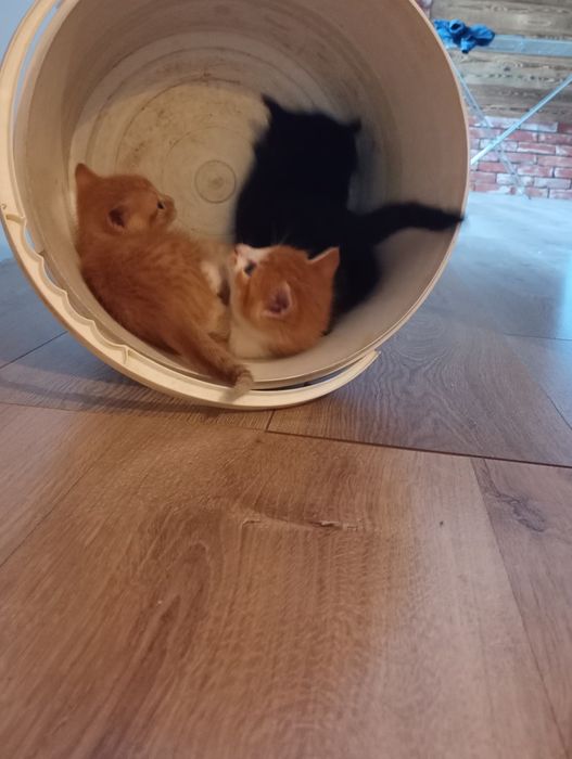 2 kociczki  1 kotek