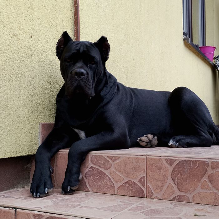 Cane Corso Italiano