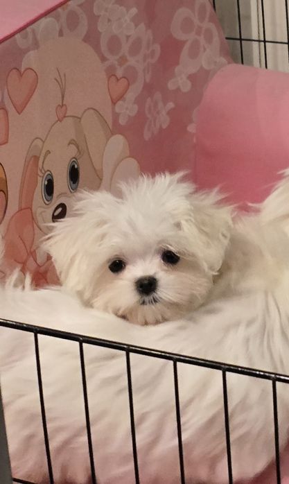 Maltańczyk dziewczynka