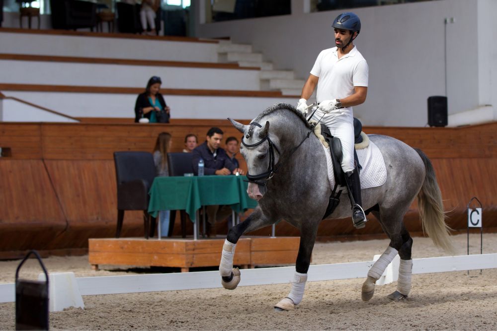 Cobriçoes cavalo Lusitano com 75.5