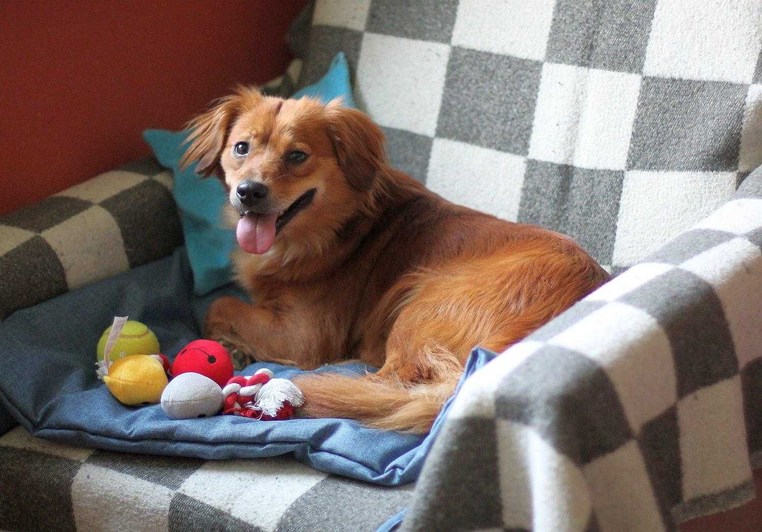 Cudna sunia Zuzia do adopcji!