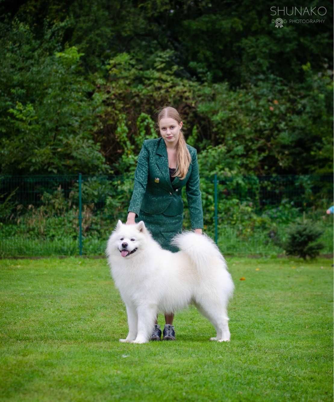 Samoyed reproduktor CHAMPION OF POLAND FCI ZKwP