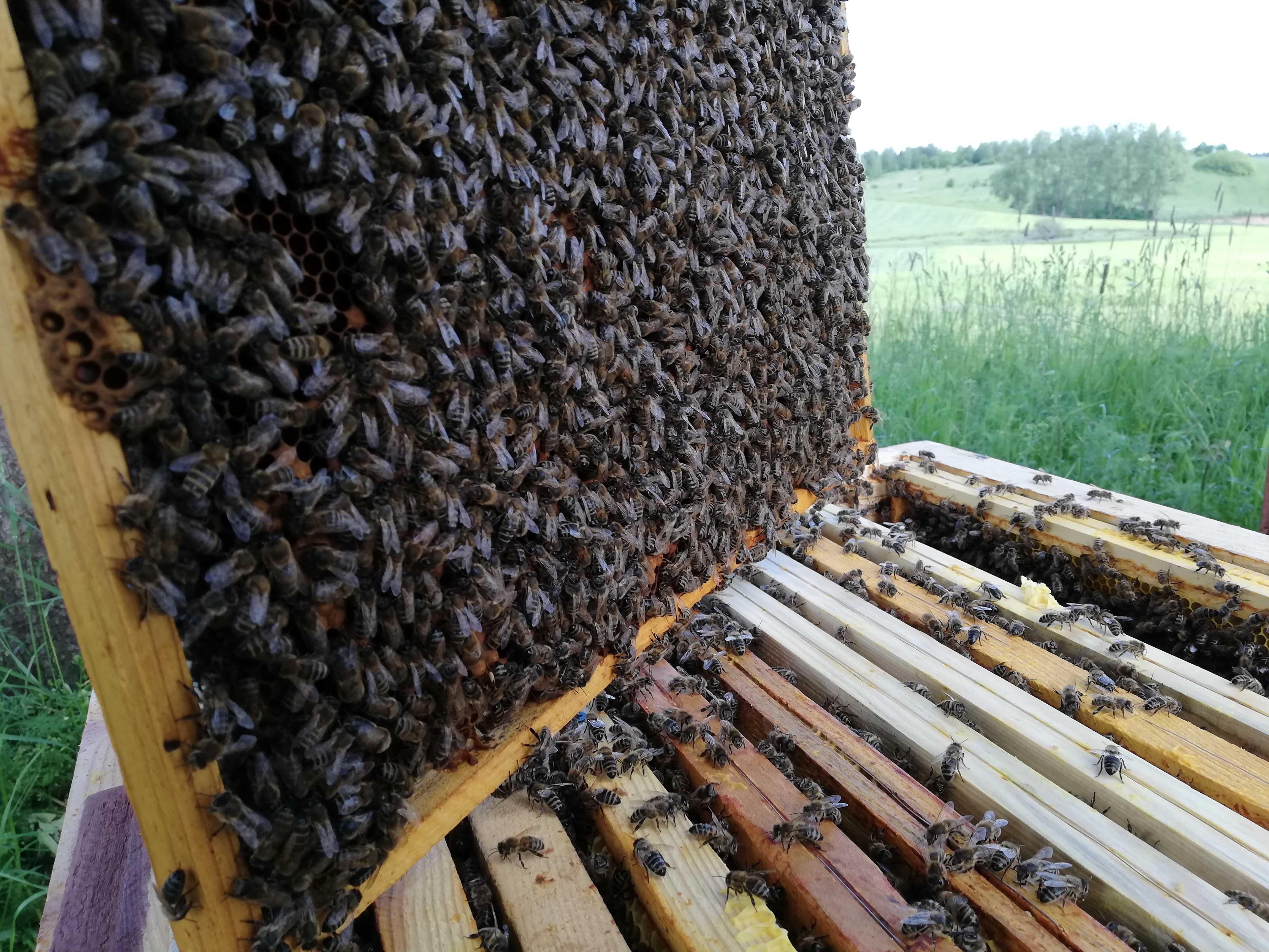 Rodziny pszczele, pasieka, ule