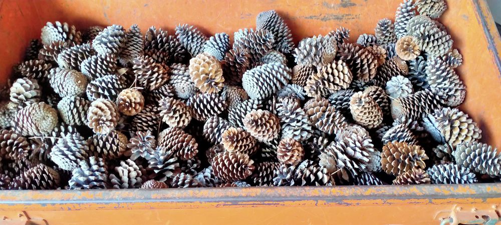 Pinhas pinheiro bravo